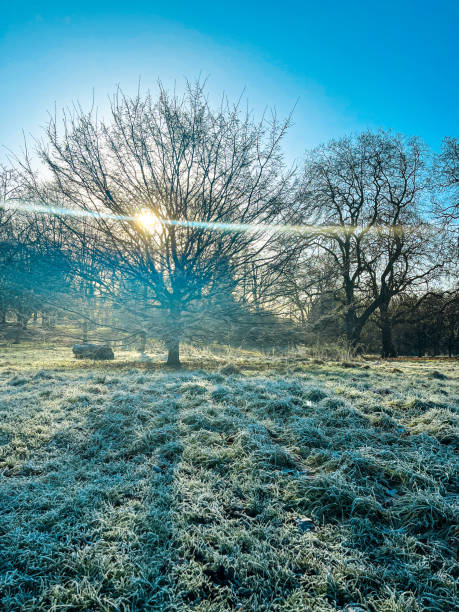 istock Frosty morning in London park 1457907320