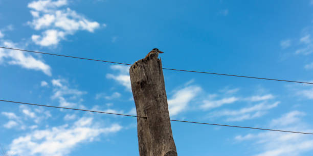 Sinlge bird laying in a simple fence at inner city