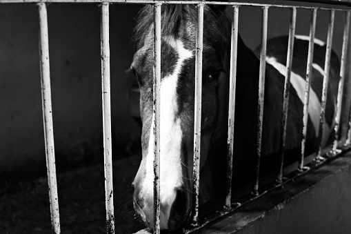 Black and white photograph of a horse looking at the camera behind steel bars at the  barn stall