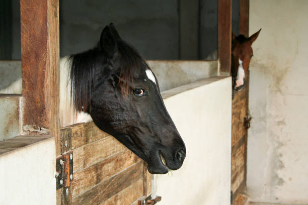 istock Happy horse smiling at the camera 1457908833