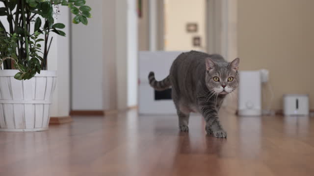 Fat british shorthair cat chasing dry food