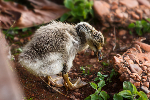 Small duck alone looking at the ground in a funny pose.