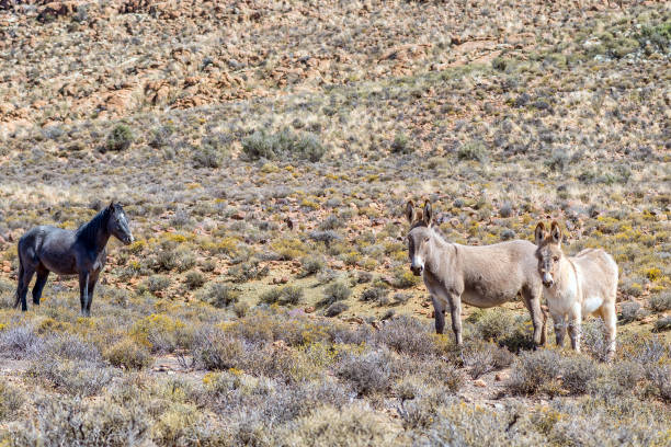 istock Black horse and two donkeys in a typical Karoo landscape 1457912060