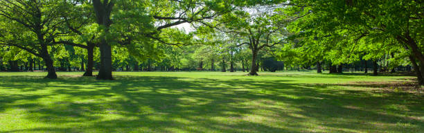 istock banner image of green garden 1457912072