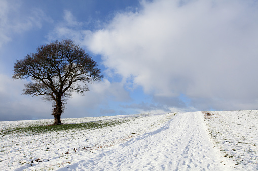 Single tree in a grass field with snow