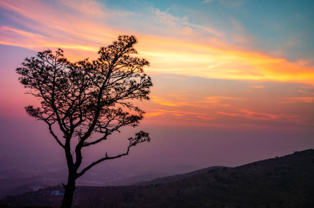 Tree silhouette on the bright colorful sunset .
