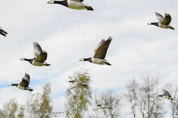 flock of medium-sized white-cheeked waterfowl Barnacle Geese flying in sky of Helsinki, Finland