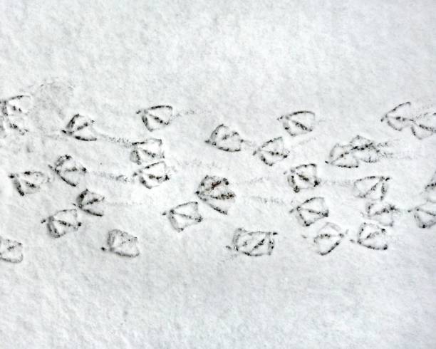 istock Tracks of mallards, wild ducks (Anas platyrhynchos) in a snow 1457920329