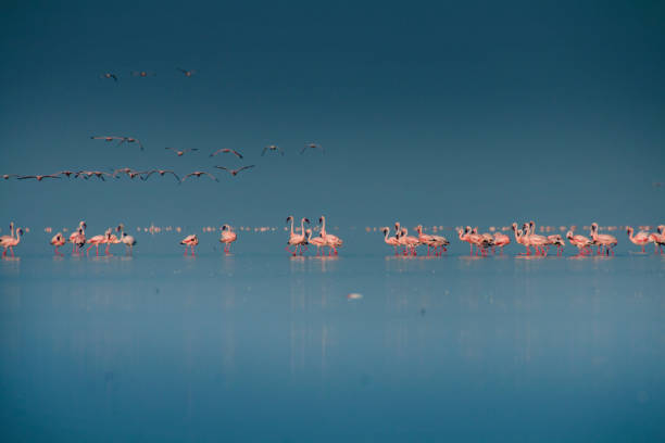 istock The flamingos 1457920801