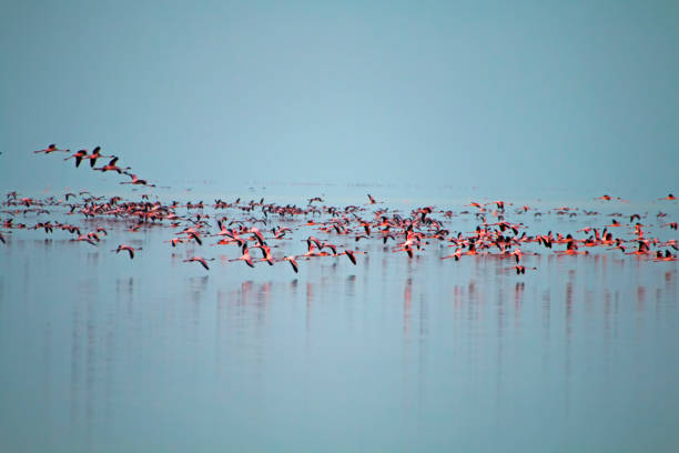 istock The flamingos 1457920829