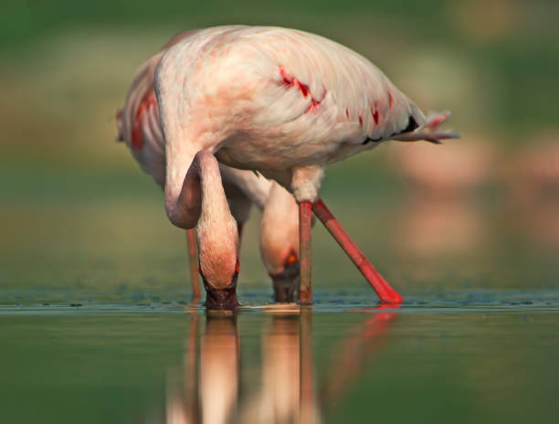 istock The flamingos 1457921626