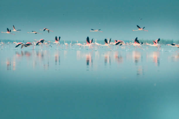 istock The flamingos 1457922192