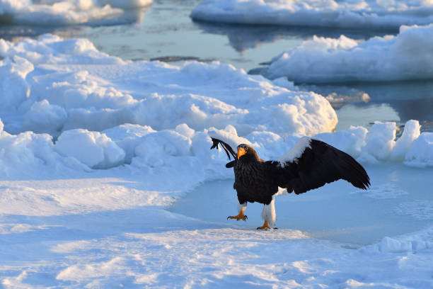 istock Bird watching with floating ices in winter 1457922782