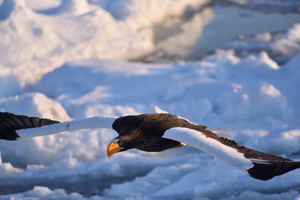 istock Bird watching with floating ices in winter 1457922864