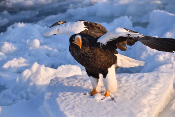 istock Bird watching with floating ices in winter 1457922874