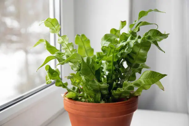 Photo of Houseplant The Bird's Nest Fern or Asplenium nidus the newer cultivar called Crispy Wave on home window sill indoors in daylight.