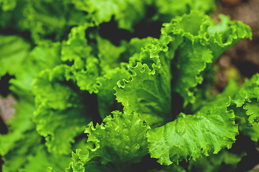 close up with selective focus of a green lettuce.