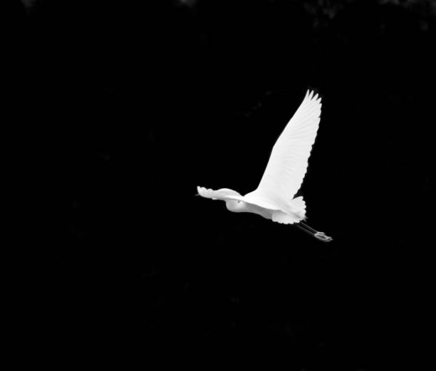 istock Frozen egret in flight over black background 1457927011