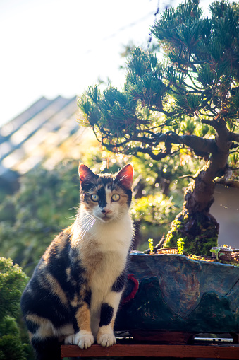 Japanese garden, female multicolored cute cat sitting next to a bonsai tree in a garden, vertical image.