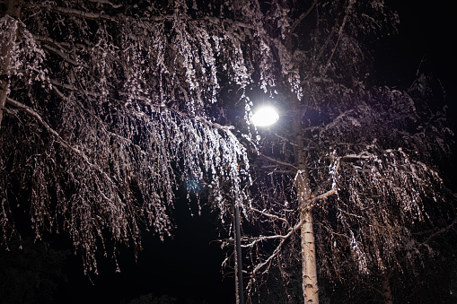 Winter landscape, a street lamp at night illuminates the branches of trees covered with frost.
