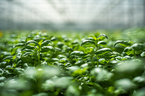 Organic basil greenhouse in Austria