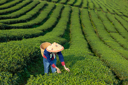 Senior asian woman in traditional cloth picking fresh tea leave in the morning in her hill side tea farming and plantation business