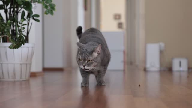 Fat british shorthair cat chasing dry food