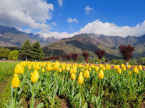Kashmir, India - April 19 2021 : Landscape of Kashmir bouquet of tulips, Spring season travel or nature landscape sightseeing.
