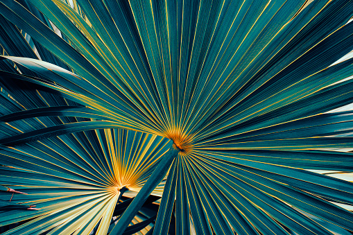 palm leaf texture, dark blue color toned
