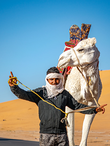 Saoura, Algeria - December 28, 2022: local tuareg man walking and posing with his white dromedary camel decorated with red cloth saddle in the Sahara Desert with sand dunes and blue sky in background.