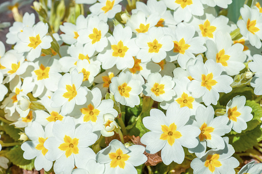 English primrose small white flowers growing in spring garden, top view. Blooming bright perennial Primula vulgaris grow in summer sunny backyard. Cute natural floral pattern close up