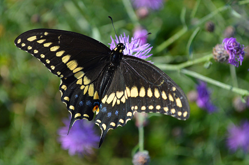 Black swallowtail (male) on New England aster at the summit of Mount Everett in the Southern Taconics of Massachusetts