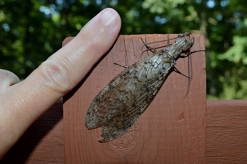 Eastern dobsonfly (female) on fence post of deck, with finger to show the large size of this insect. Her hooked jaws can inflict a painful bite. The aquatic larva of the dobsonfly, known as a hellgrammite, is also large and intimidating, and can catch prey as large as small fish. Most active at night, the adult may fly toward lights. Anglers use hellgrammites as bait, especially for smallmouth bass. The presence of hellgrammites in a stream indicates clean water.