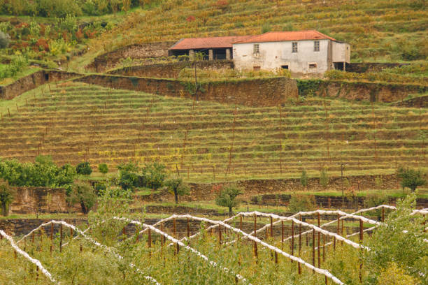 istock Douro Valley in Portugal 1457935774