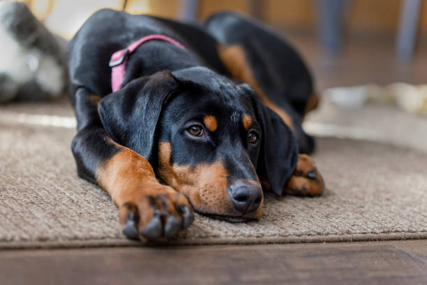 Fifteen week old black and red Doberman Pinscher puppy Cute black and red Doberman Pinscher fifteen week old puppy doberman pinscher stock pictures, royalty-free photos & images