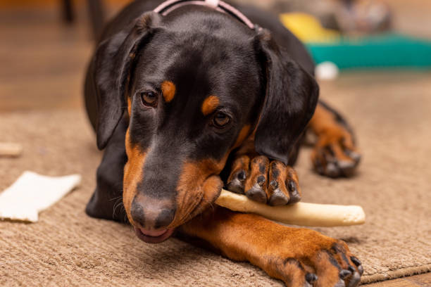istock Doberman Pinscher  puppy, black and red, chewing on a rawhide 1457935800