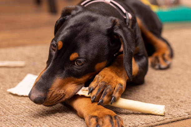 istock Doberman Pinscher  puppy, black and red, chewing on a rawhide 1457935990