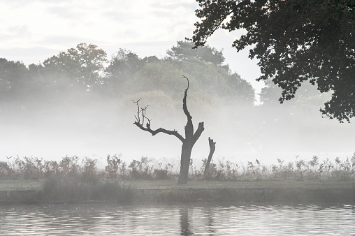 Dead tree next to pond on a cold misty morning