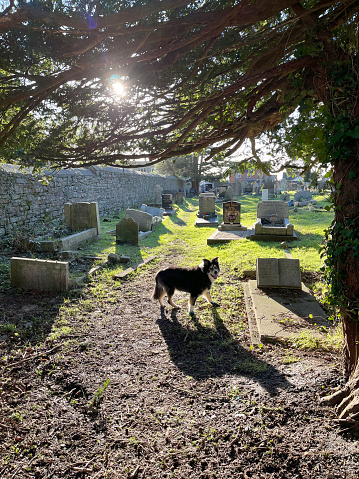 Border collie in sunlit graveyard