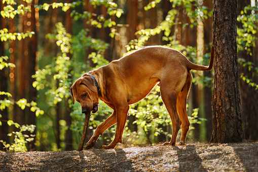 Homeless brown Indian dog standing in public park during day time outdoors.