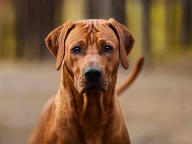 istock Rhodesian ridgeback dog close up portrait at nature 1457944630