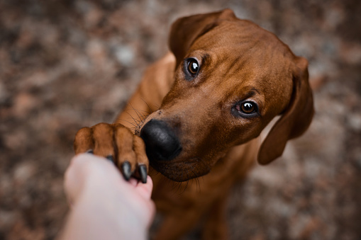 Rhodesian ridgeback puppy dog gives paw outdoors. Friendship and trust between pet and owner