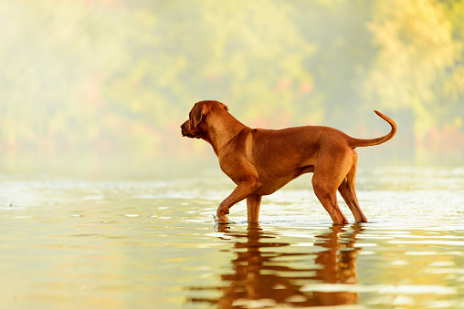 Rhodesian ridgeback dog standing at water watching something, ready to jump