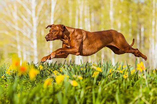 active rhodesian ridgeback dog flying above narcissus daffodil flowers running at city park