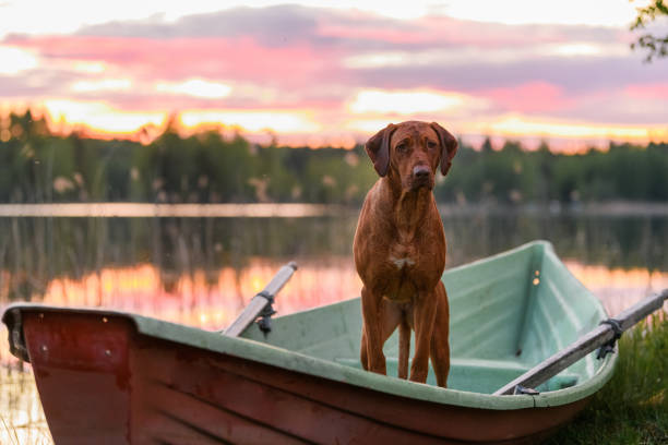 istock Rhodesian ridgeback dog standing on boat at lake 1457944966