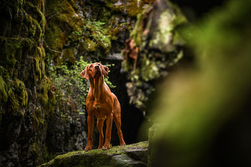 rhodesian ridgeback liver nose dog standing on stone in front of cave at forest mountains nature landscape