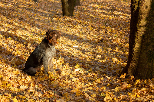 Dog Deutsch-Drahthaar in a meadow covered with fallen yellow leaves.