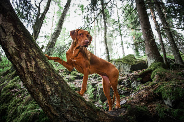 rhodesian ridgeback dog standing on fallen tree at forest mountains
