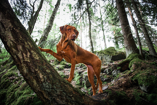 rhodesian ridgeback liver nose dog standing on fallen tree at forest mountains nature landscape