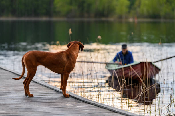 istock Rhodesian ridgeback dog standing on pier watching a boat 1457945179